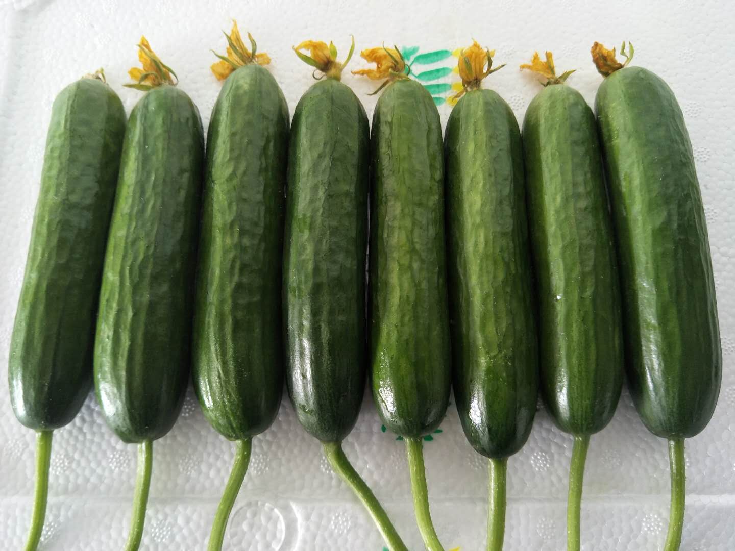 6种常见的黄瓜，你都吃过吗？最后一种最特别_品种_水果_吃法