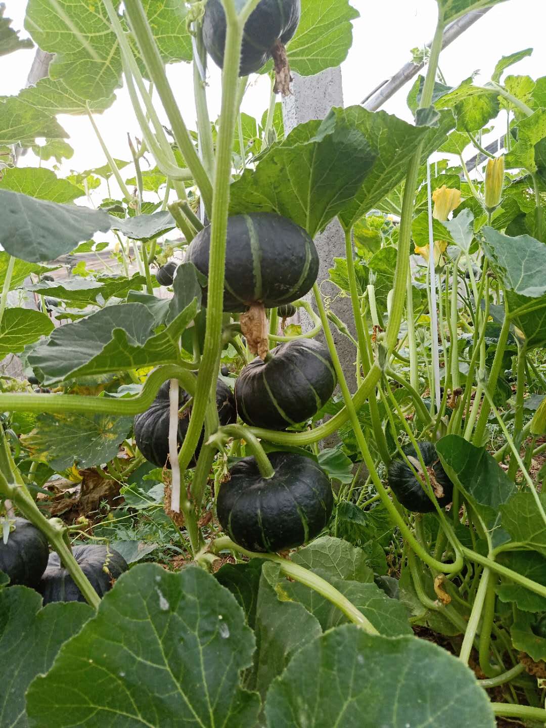 奇怪，南瓜定植时，菜农把南瓜幼苗主根掐掉为哪般？_种植圈_191农资人 - 农技社区服务平台